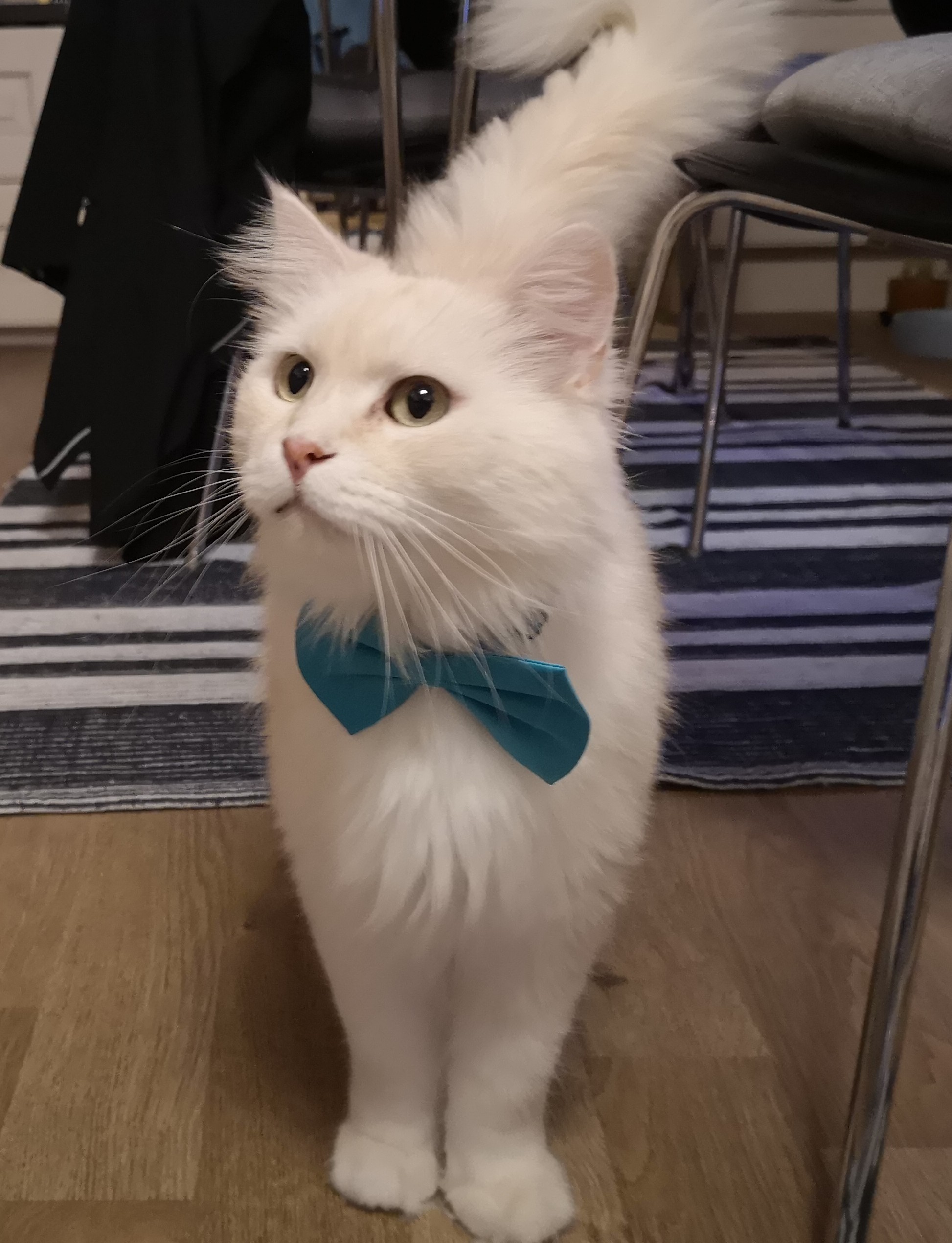 Julkort Xosa Lucius